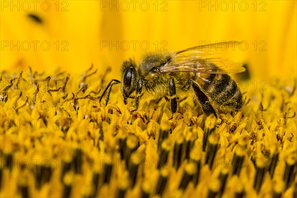 Carniolan honey bee (Apis mellifera carnica) is collecting nectar at a common sunflower (Helianthus annuus) blossom