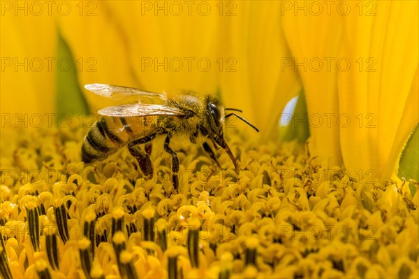 Carniolan honey bee (Apis mellifera carnica) is collecting nectar at a common sunflower (Helianthus annuus) blossom