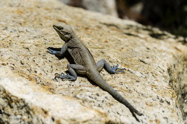 Peninsular rock agama (Psammophilus dorsalis) sitting on a rock