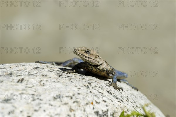 Peninsular rock agama (Psammophilus dorsalis) sitting on a rock