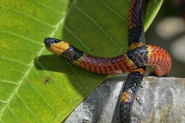 Variable Coral Snake (Micrurus diastema)