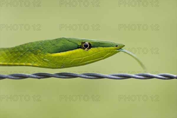 Green Vine Snake (Oxybelis fulgidus)