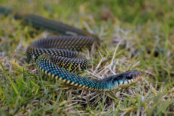 Speckled Racer (Drymobius margaritiferus)