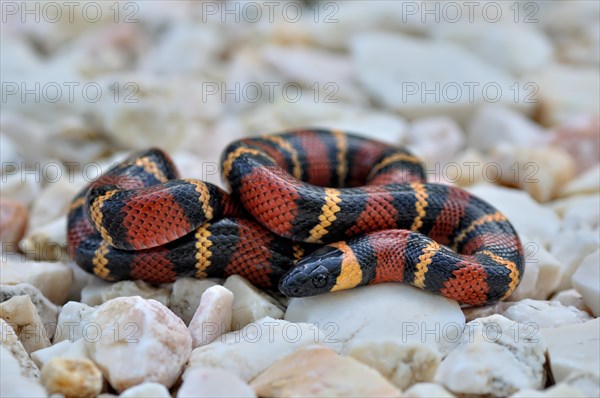 Tropical Kingsnake