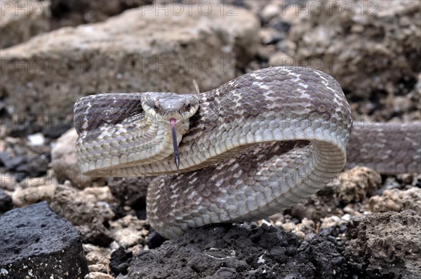 Mahogany Ratsnake (Phrynonax poecilonotus)