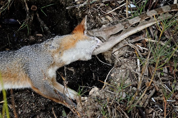 Boa constrictor (Boa constrictor) with grey fox for prey