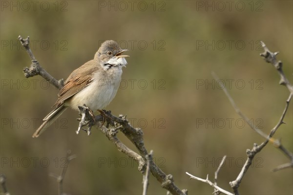 Common whitethroat (Sylvia communis) on thorny shrub