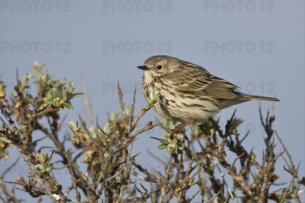 Meadow pipit (Anthus pratensis) sitting on thorny shrub