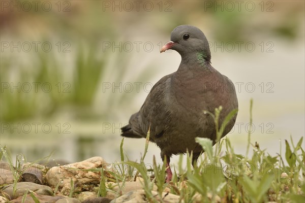 Dove (Columba oenas)