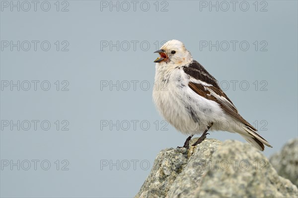 Snow Bunting (Plectrophenax nivalis)