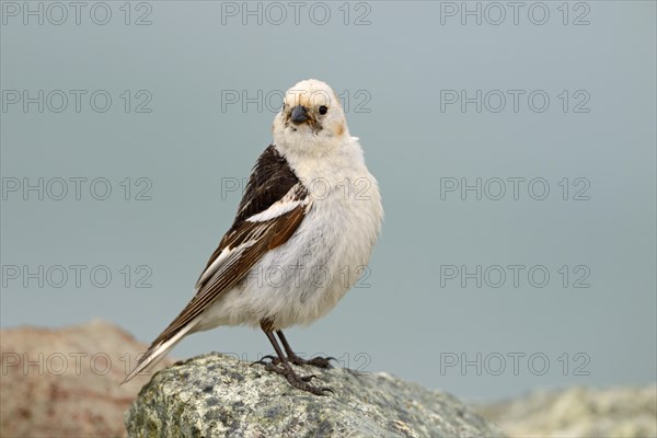 Snow Bunting (Plectrophenax nivalis)