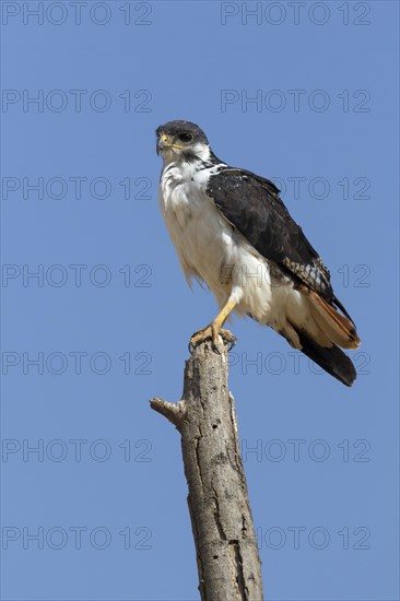 Augur Buzzard (Buteo augur)