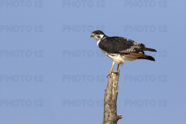 Augur Buzzard (Buteo augur)