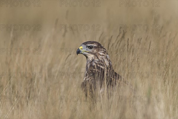 Common Buzzard (Buteo buteo)