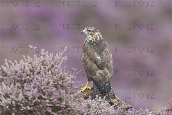 Common Buzzard (Buteo buteo)