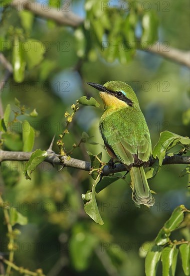 Little Bee-eater (Merops pusillus)