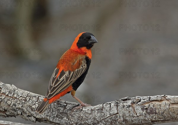 Southern Red Bishop (Euplectes orix)