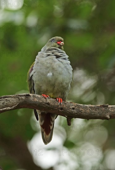 African Green-pigeon (Treron calvus glaucus) adult