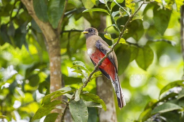 Collared Trogon (Trogon collaris collaris)