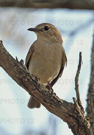 Grey Tit-flycatcher (Myioparus plumbeus)