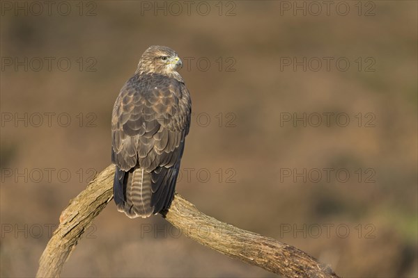 Common Buzzard (Buteo buteo)