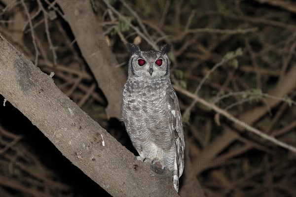 Greyish Eagle-owl (Bubo cinerascens) adult