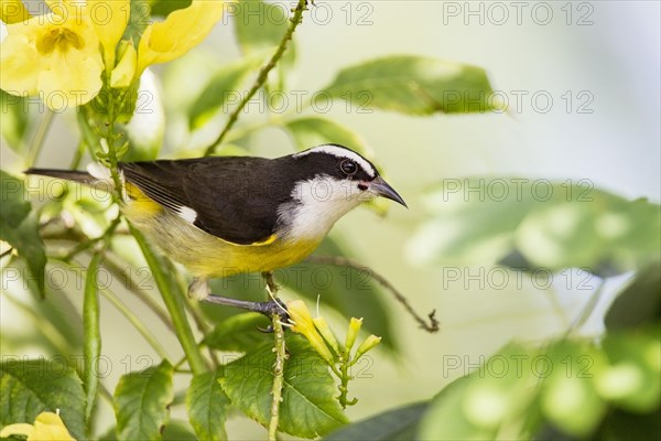 Bananaquit (Coereba flaveola caboti) adult