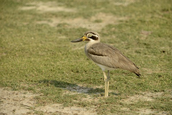 Great Thick-knee (Esacus recurvirostris) adult