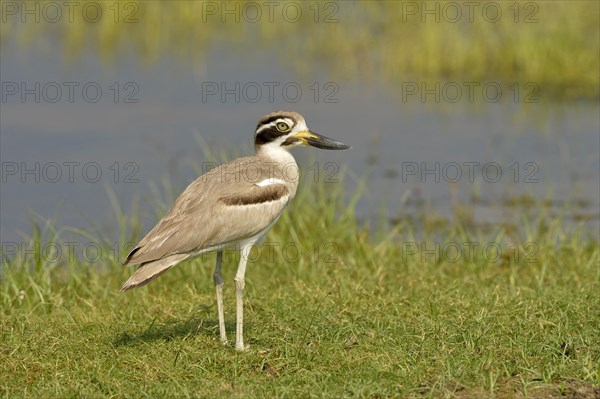 Great Thick-knee (Esacus recurvirostris) adult