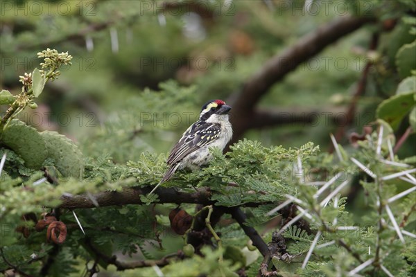 Red-fronted Barbet (Tricholaema diademata) adult