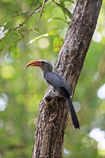 Malabar Grey Hornbill (Ocyceros griseus) adult male