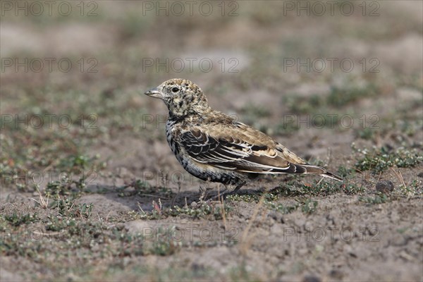 Black Lark (Melanocorypha yeltoniensis) adult male