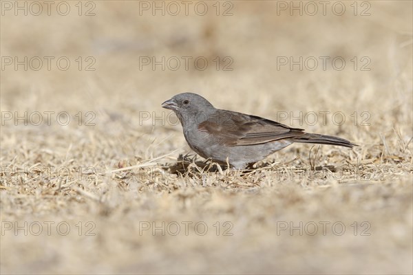 Swainson's Sparrow (Passer swainsonii)