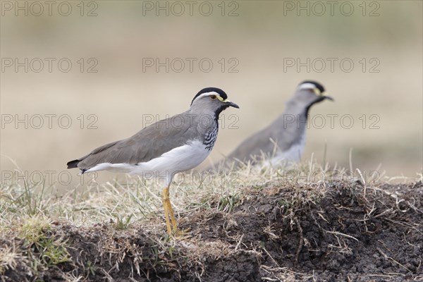 Spot-breasted Lapwing (Vanellus melanocephalus)