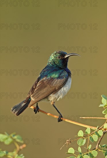 White-bellied Sunbird (Cinnyris talatala)