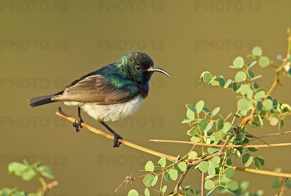 White-bellied Sunbird (Cinnyris talatala)