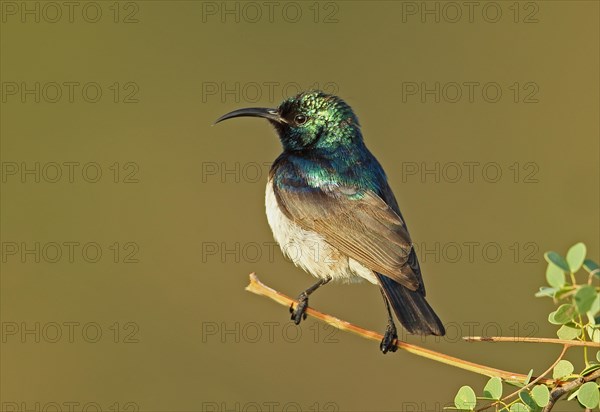 White-bellied Sunbird (Cinnyris talatala)