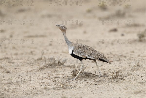 Buff-crested Bustard (Lophotis gindiana)