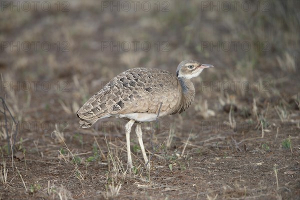 Northern White-bellied Bustard (Eupodotis senegalensis)