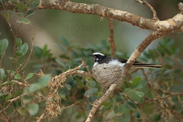 White-browed Fantail (Rhipidura aureola) adult