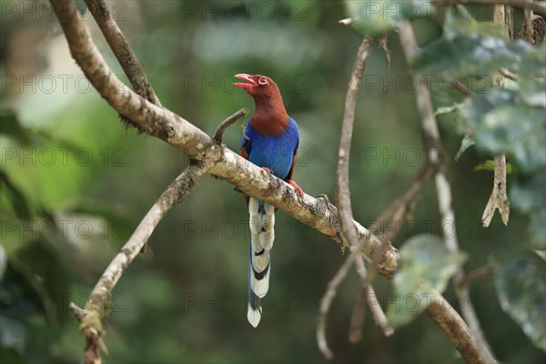 Ceylon Magpie (Urocissa ornata) adult