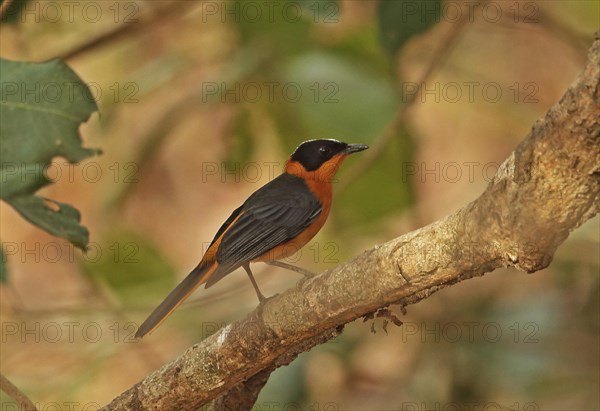 Snowy-crowned Robin-chat (Cossypha niveicapilla)