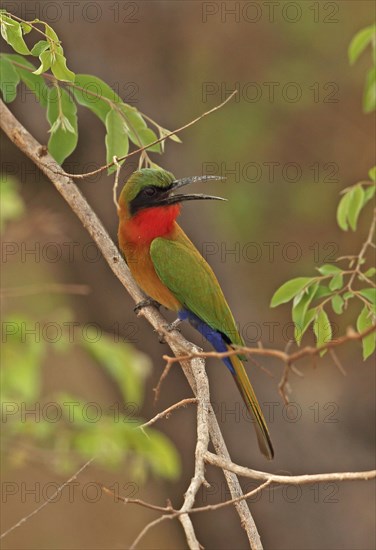 Red-throated Bee-eater (Merops bullocki)