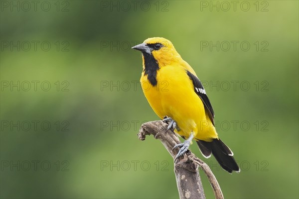 Yellow Oriole (Icterus nigrogularis)