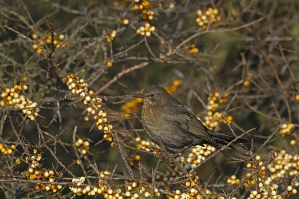 European Blackbird (Turdus merula)