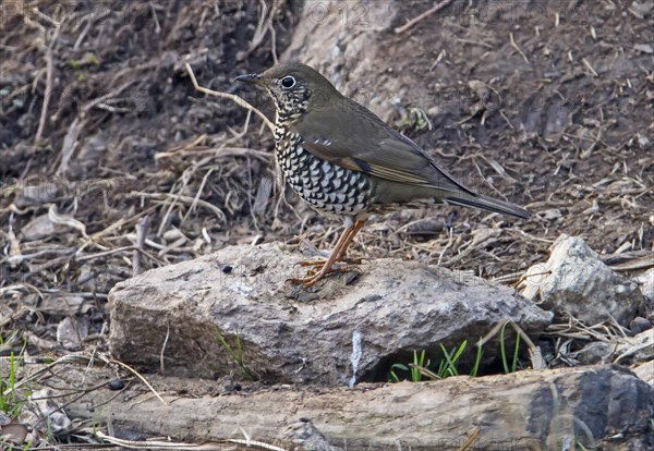 Alpine Thrush (Zoothera mollissima) adult