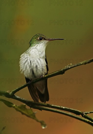 White-bellied Emerald (Amazilia candida candida) adult