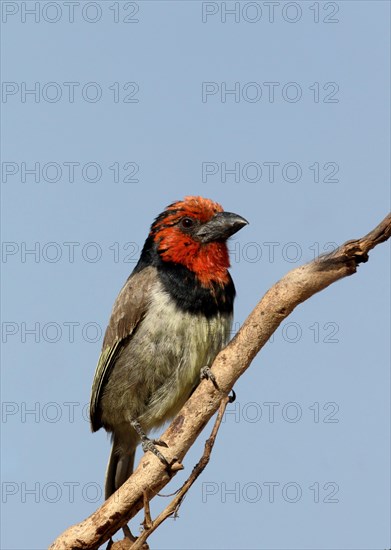 Black-collared Barbet (Lybius torquatus) adult