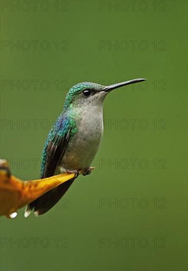 Violet-crowned Woodnymph (Thalurania colombica townsendi)