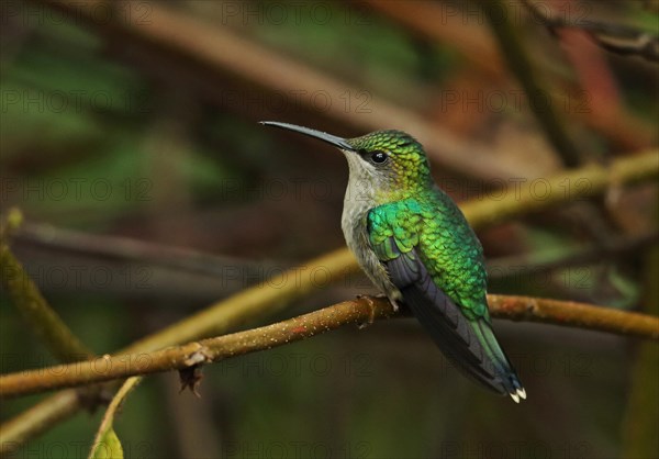 Violet-crowned Woodnymph (Thalurania colombica townsendi)